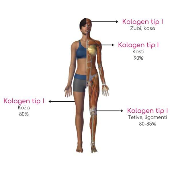 Tip kolagena